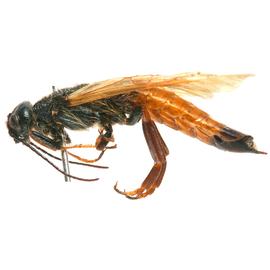   Sirex noctilio  male dark form lateral habitus; photo by H. Goulet, CNC 

